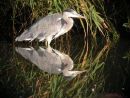HERON